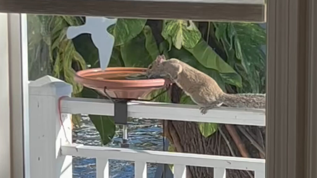Squirrel grabbing a drink