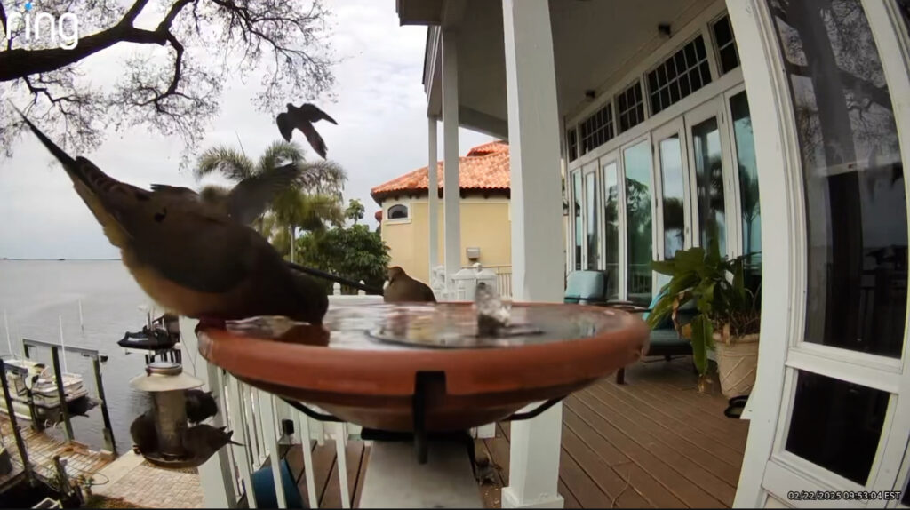Deck-mounted bird bath bowl with solar fountain pump bubbling on a porch railing