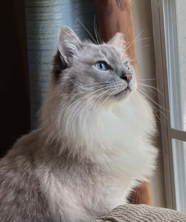 Harley and the natural clumping cat litter
