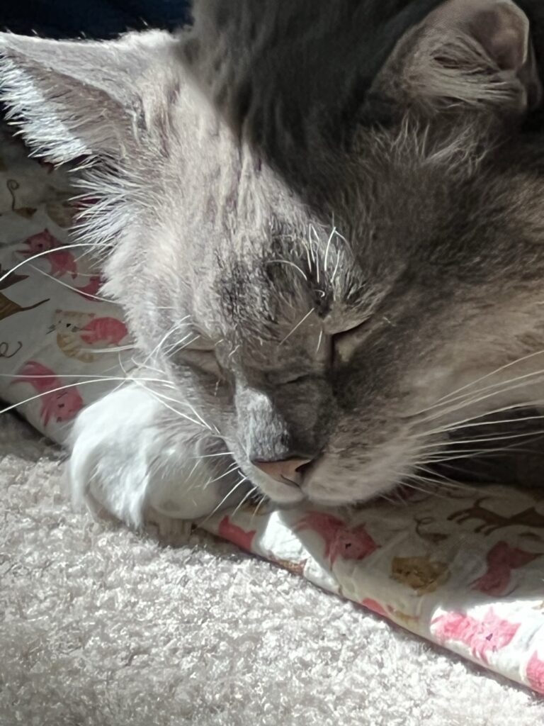 Harley napping