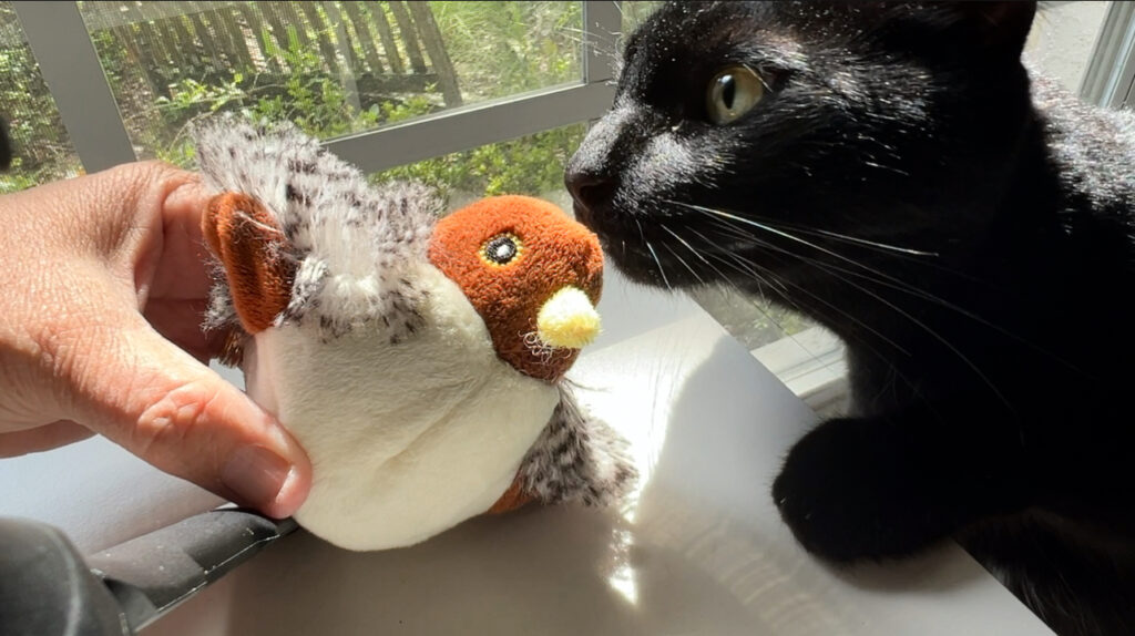 Cat mid-pounce on a rechargeable flapping bird toy with wings moving