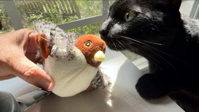 Cat mid-pounce on a rechargeable flapping bird toy with wings moving