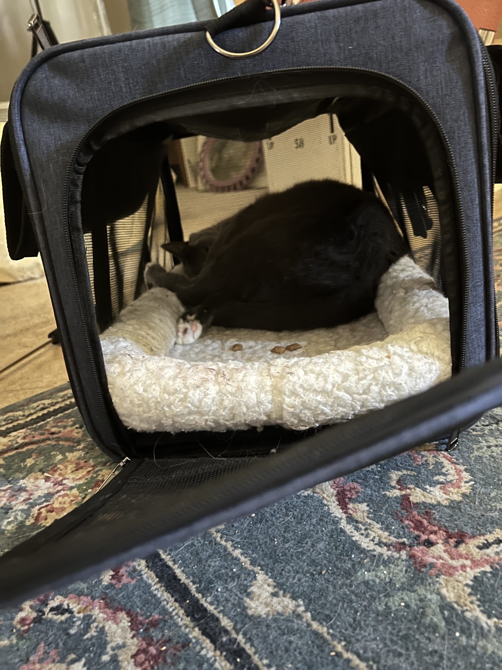 travel pet carrier