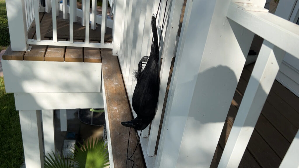 crow decoy