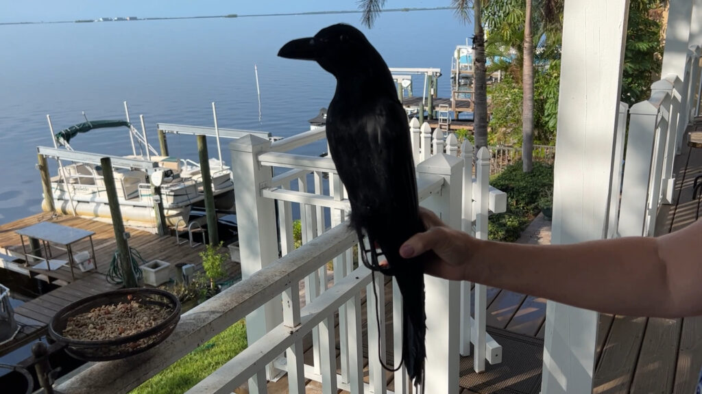 Holding the Crow for size comparison