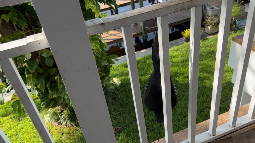 crow hanging from railing