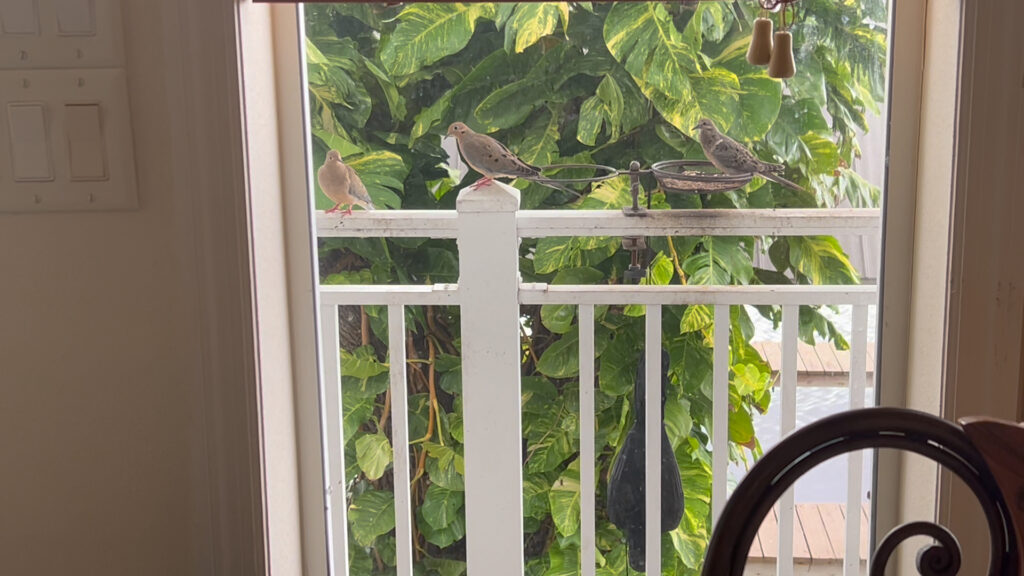 songbirds coming back while the crow is hanging off the railing.