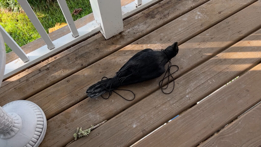 dead decoy on the porch