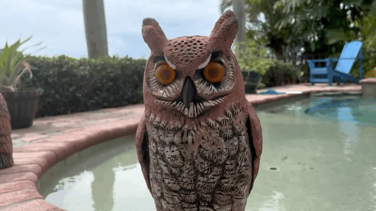 Fake owl decoy standing on patio edge near a pool.