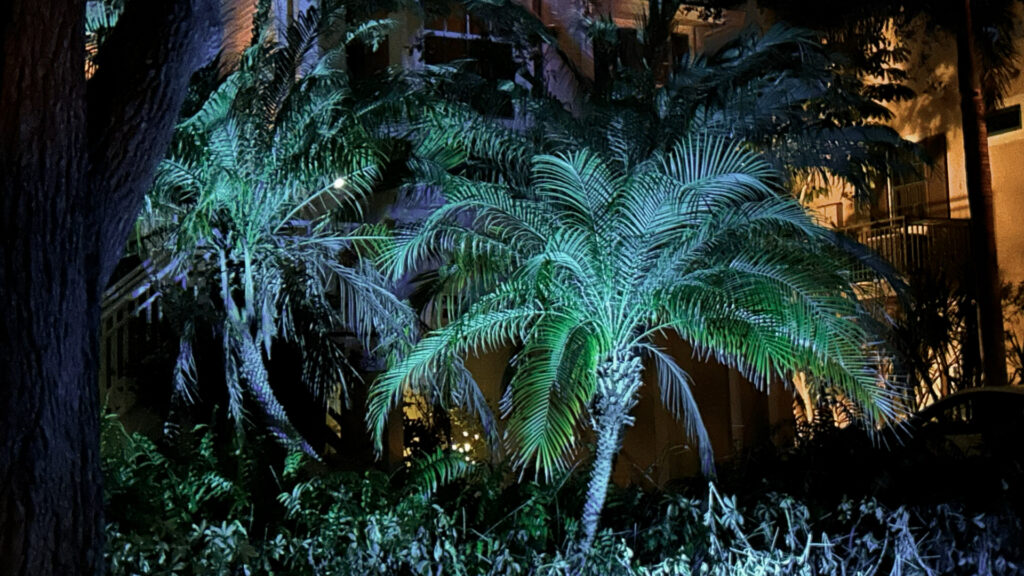 palms lit up at night