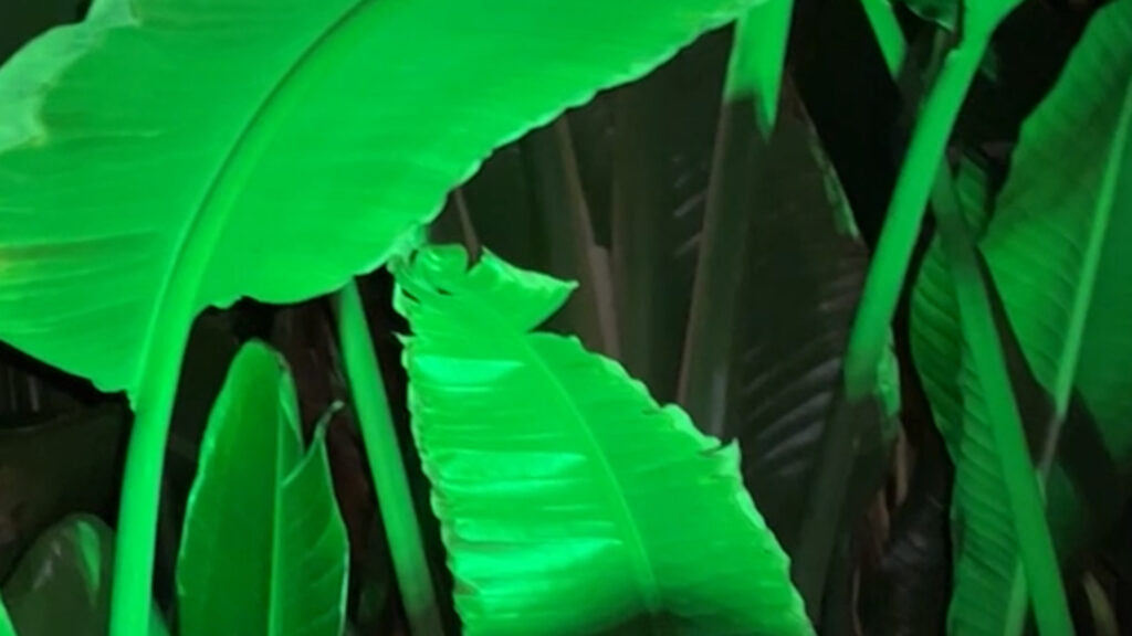 Green light on the palm
