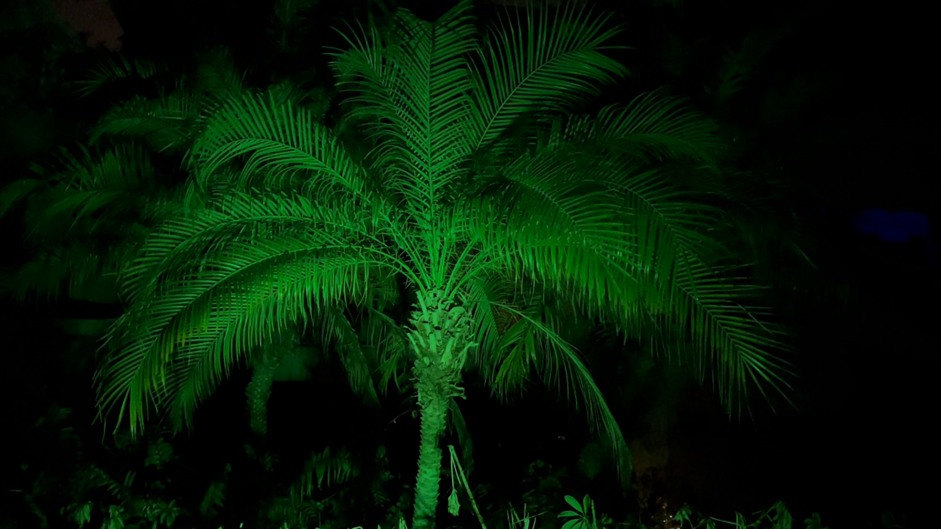 Why These Solar Spotlights Work Year-Round (and Shine During the Holidays)