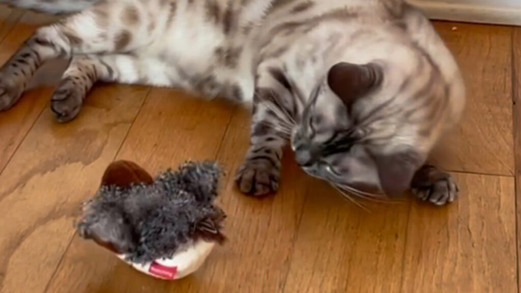 flapping bird cat toy
