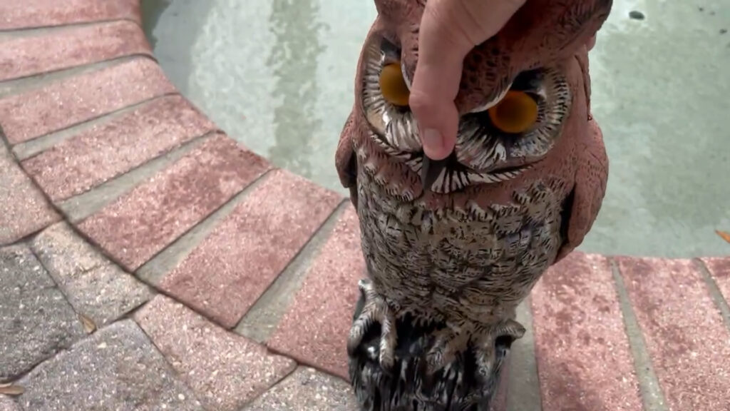 picking up the owl decoy
