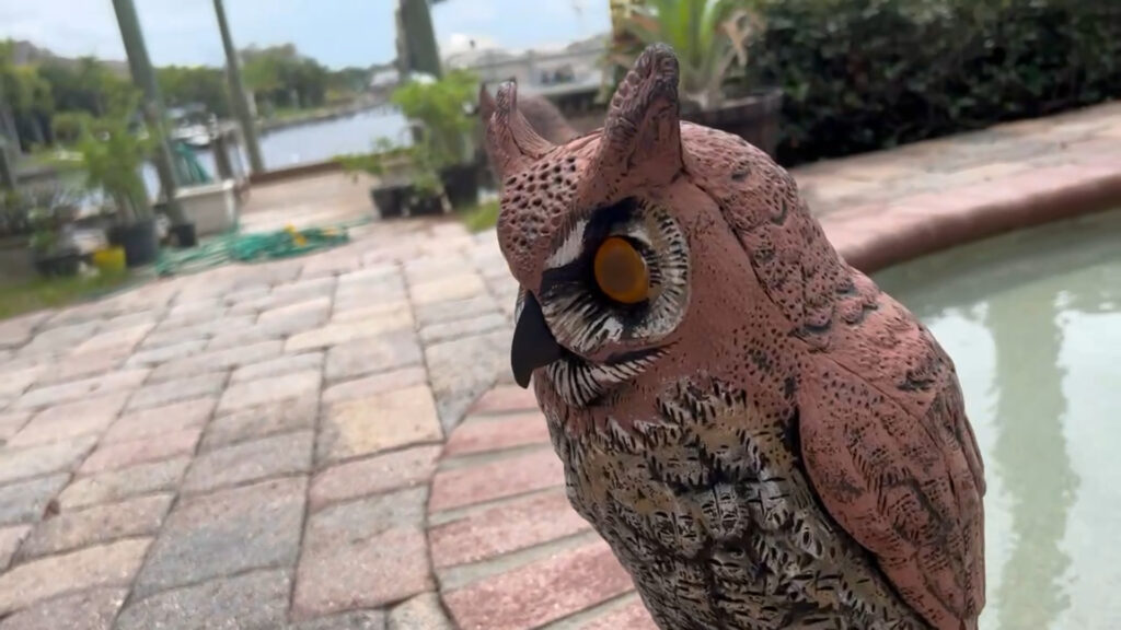 Owls poolside with waterway in background