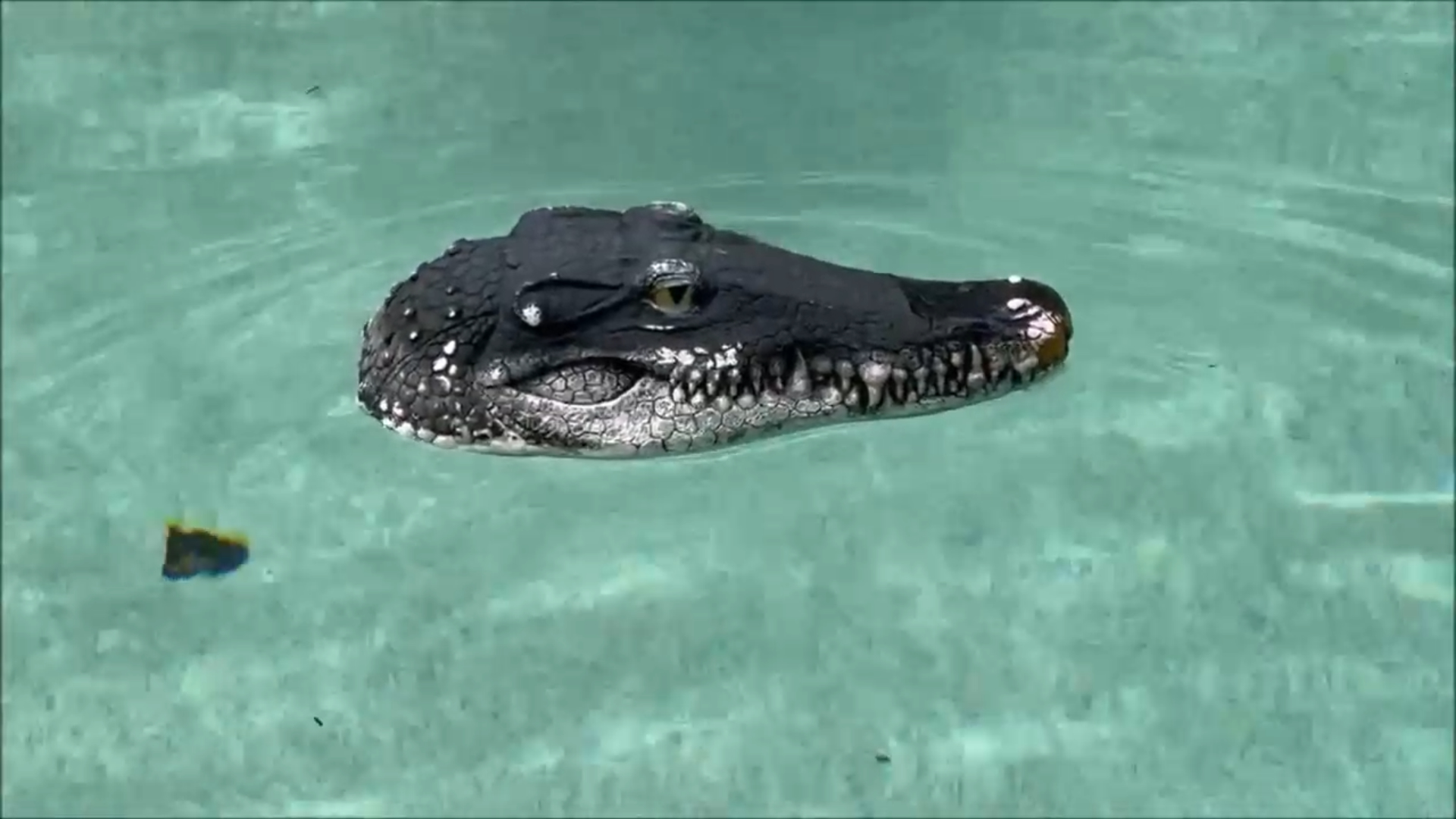 The Floating Gator Head Decoy That Keeps Ducks Out of My Sister’s Pool