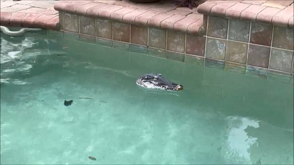 gator float next to pool wall