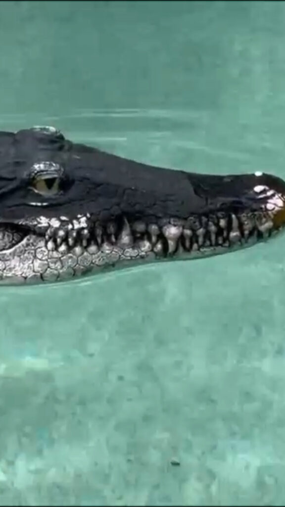 gator head decoy