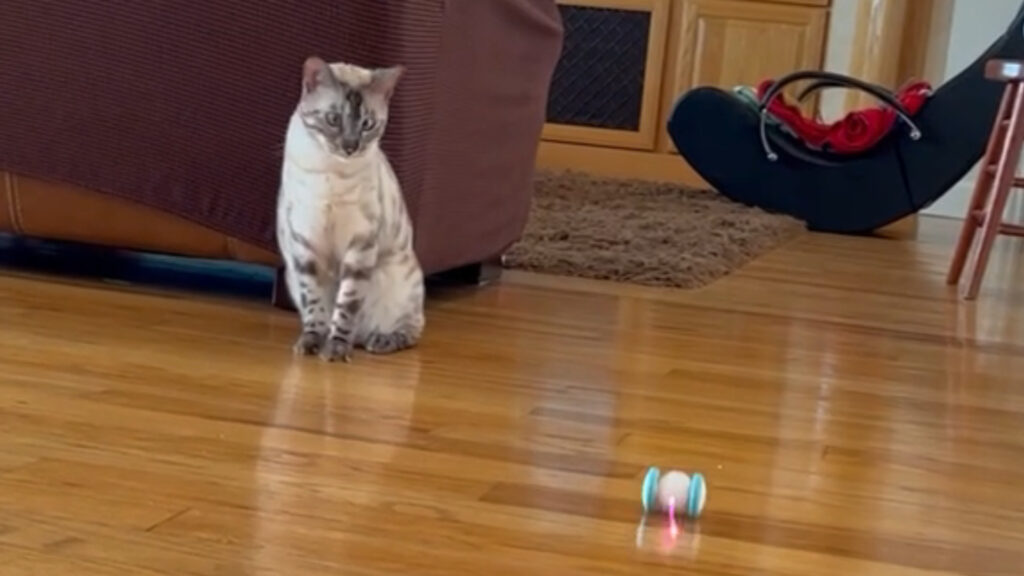 Pearl watching the Mouse
