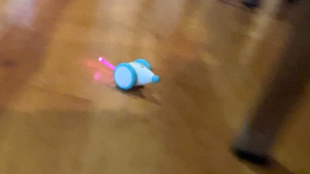 LED tail cat toy on the move
