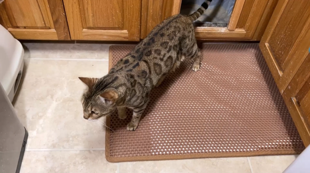 Gia coming out of the litter box