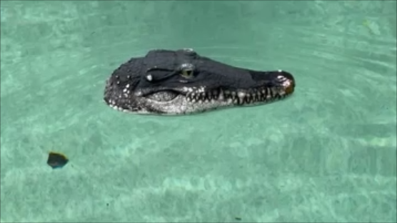 Keep Birds Out of Your Pool with This Floating Gator Head