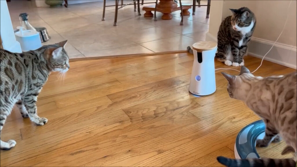 Furbo Camera allows me to see the cats and feed them a treat
