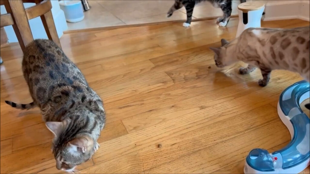 treats dispense across the floor