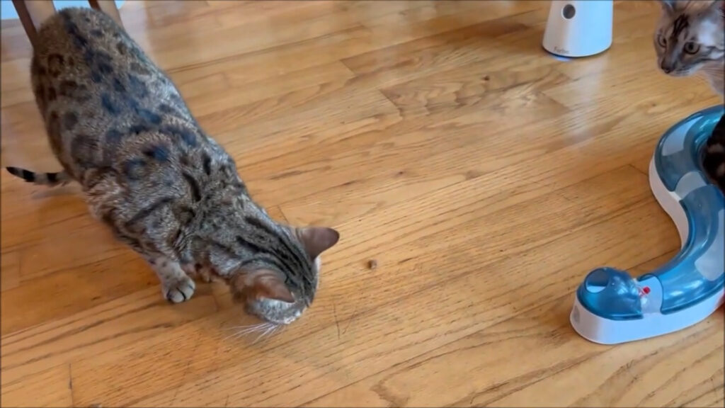 pet camera with treat tosser
