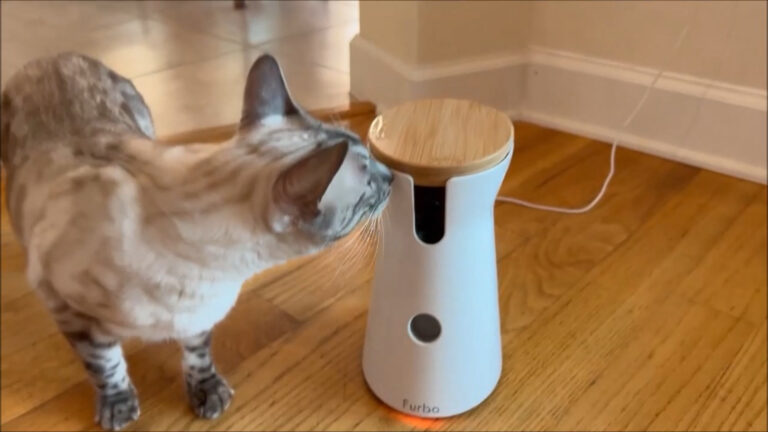Furbo 360° pet camera with cat looking up, treat toss feature ready.