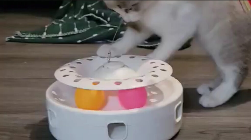 Cat playing with 3-in-1 automatic Potaroma interactive toy. Shop My Reviews