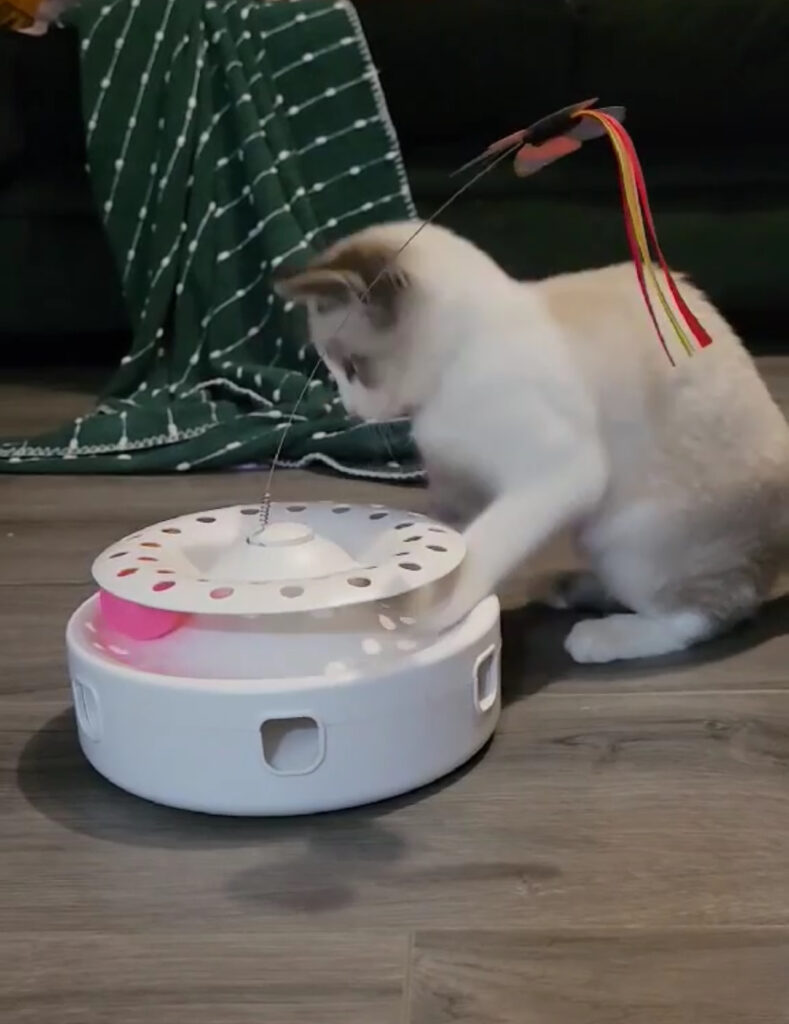 Kitten Playing
