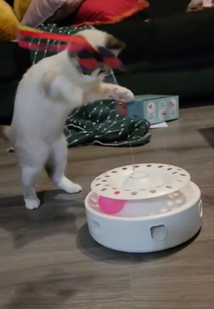 Potaroma Cat Toy
