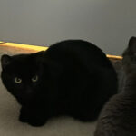 Cats waiting at bedroom door for nightly Churu treat ritual