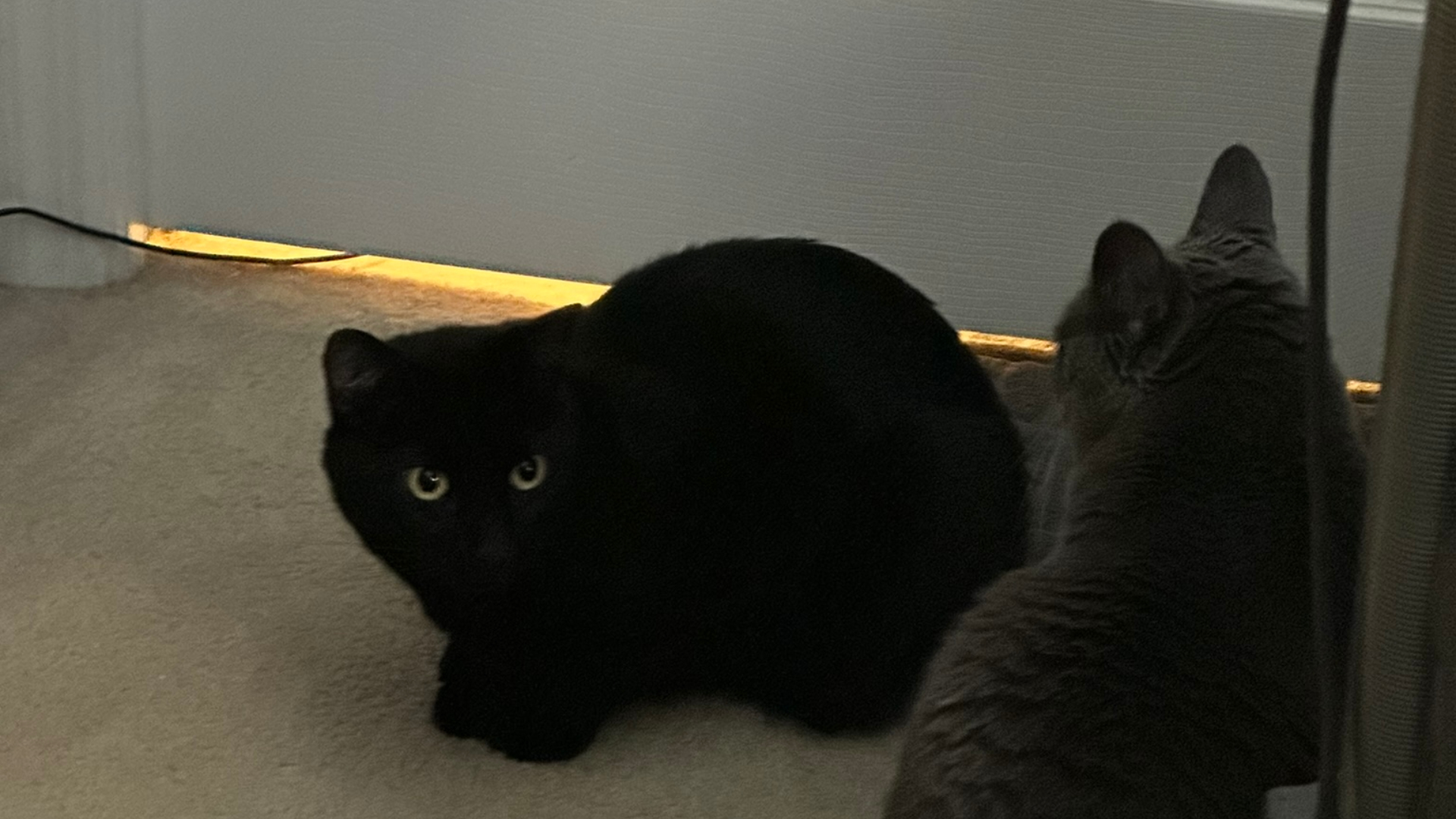 The Cat Treat That Turned My Husband Into a Snack Dispenser