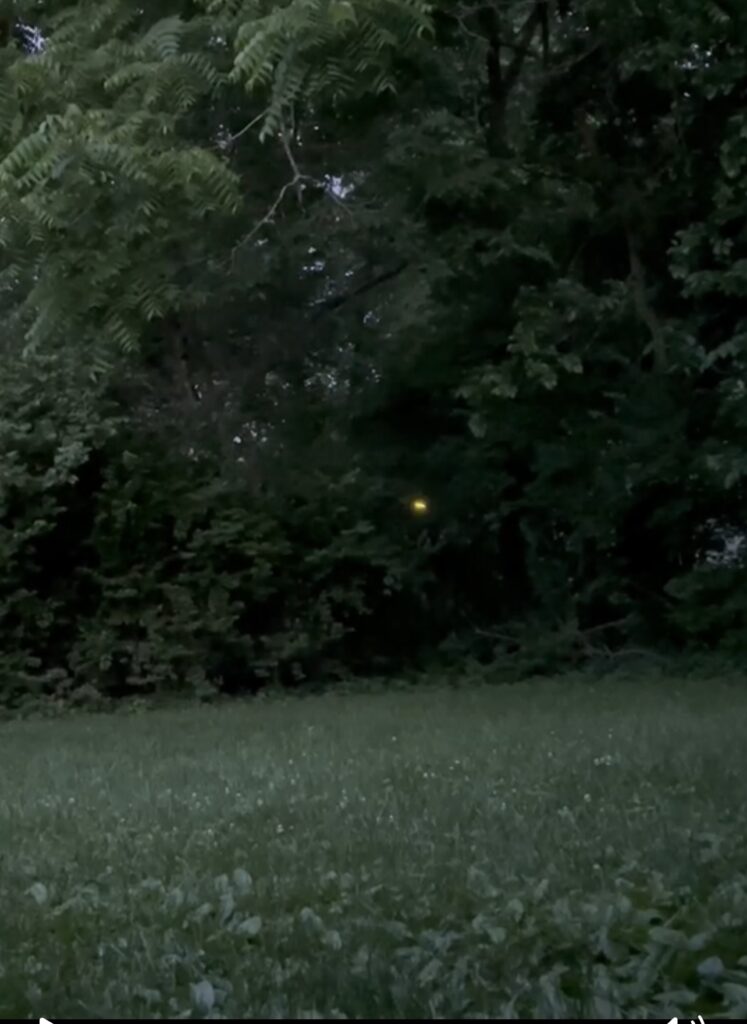 firefly at dusk