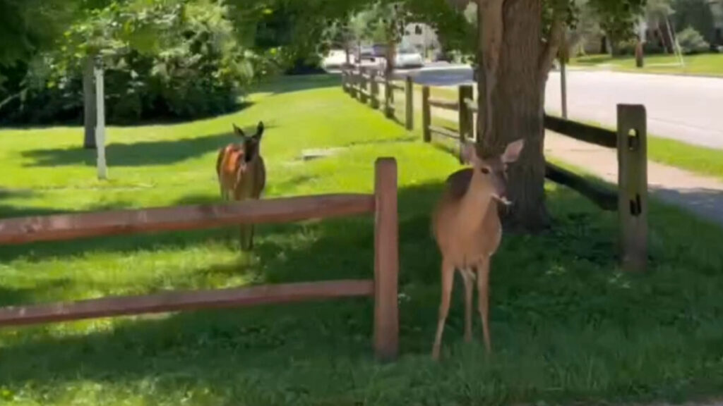 Deer in the Front Yard