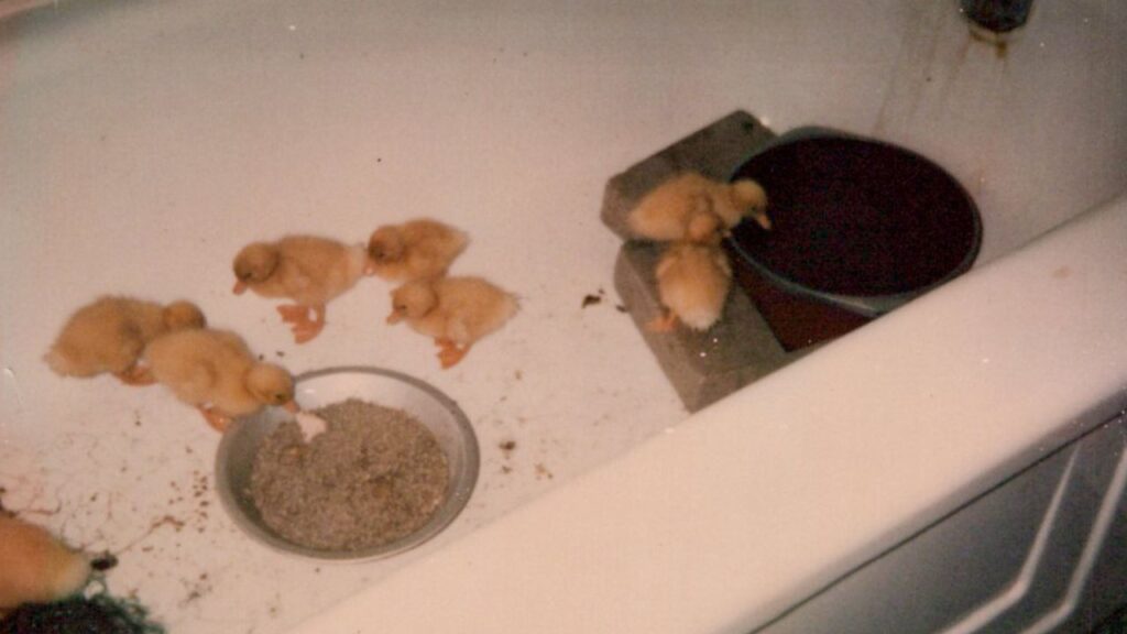 Baby ducks in the tub