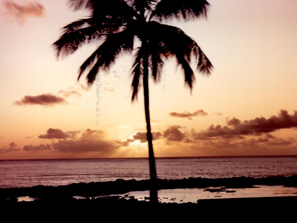 Palm Tree at Sunset